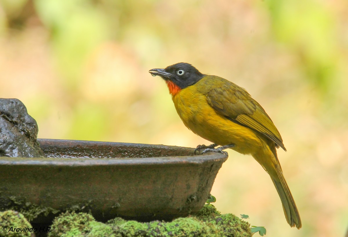 Flame-throated Bulbul - aravinda hr