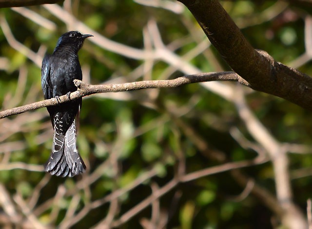 Square-tailed Drongo-Cuckoo - ML83091181