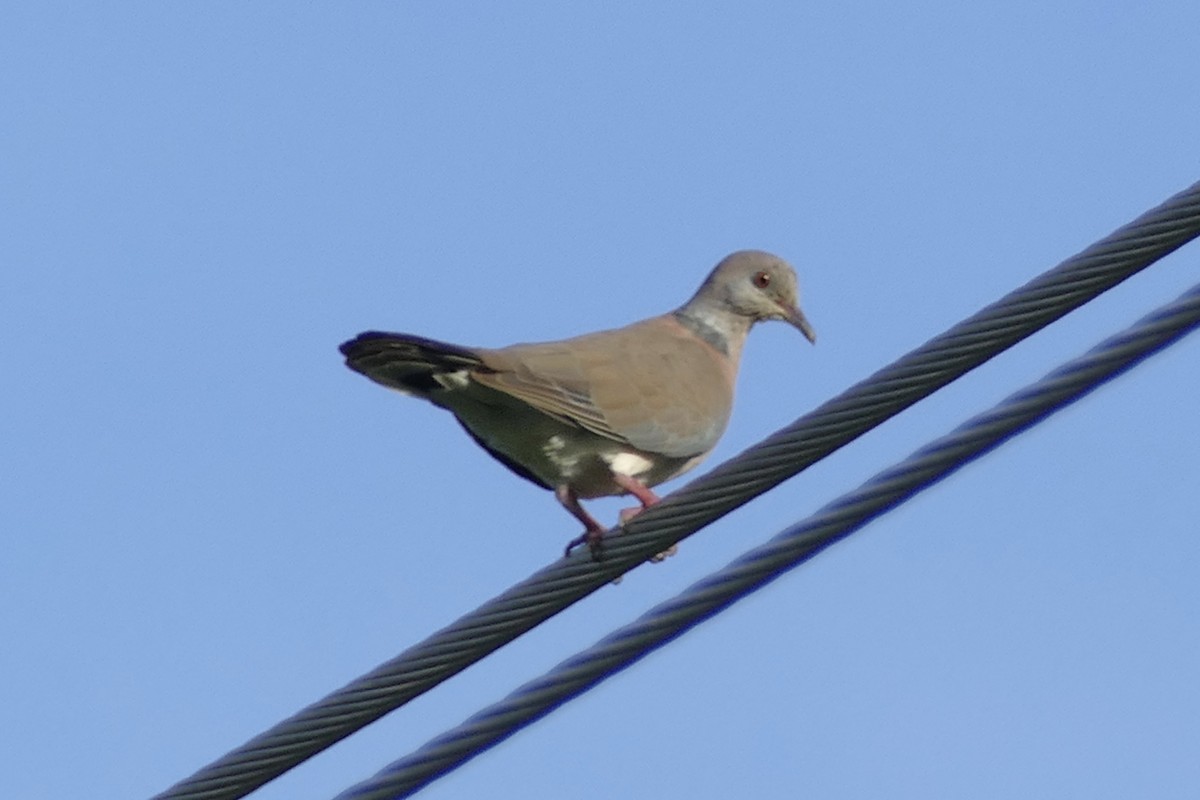 Philippine Collared-Dove - Peter Kaestner