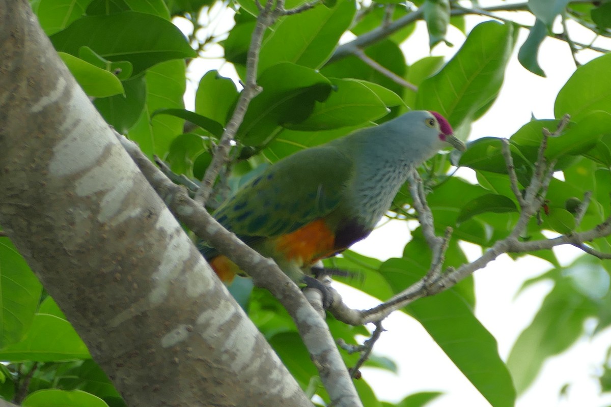 Mariana Fruit-Dove - Peter Kaestner