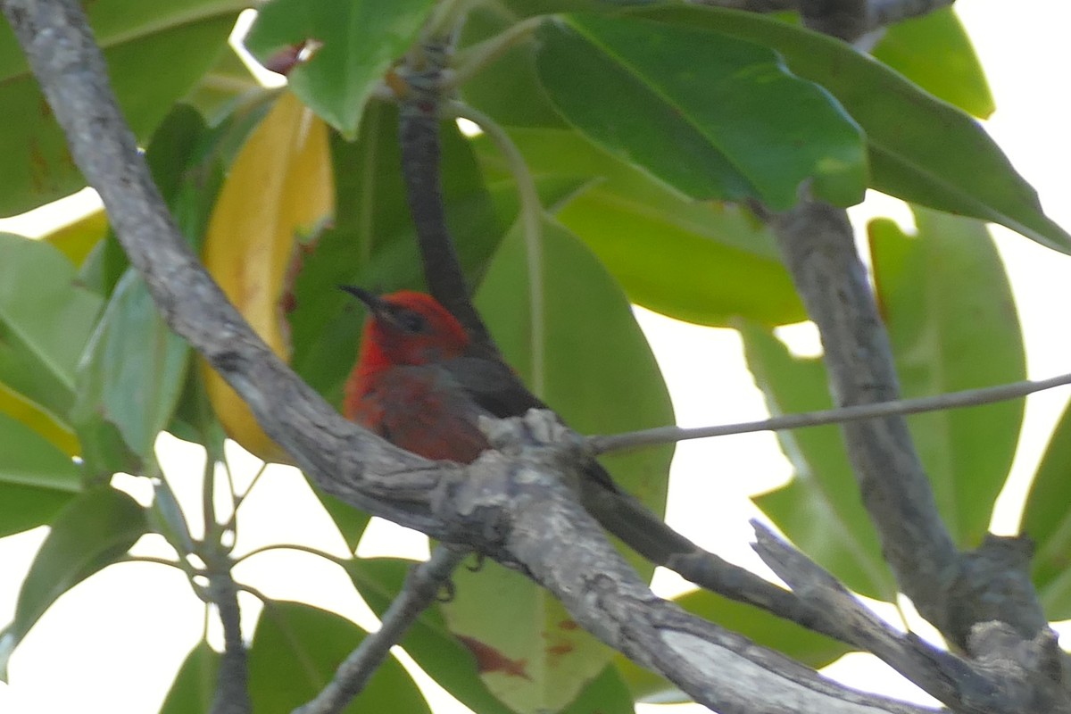 Mielero de Micronesia - ML83092301