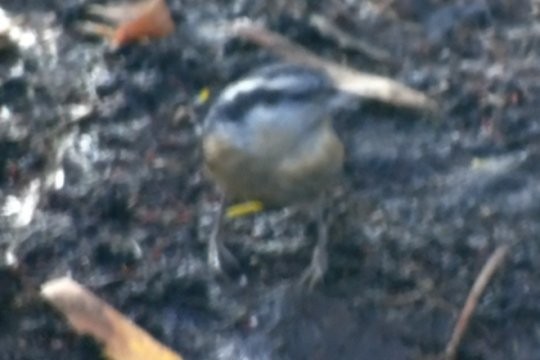 Red-breasted Nuthatch - ML83093761