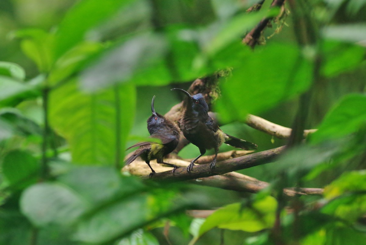 Sao Tome Sunbird - Thibaud Aronson