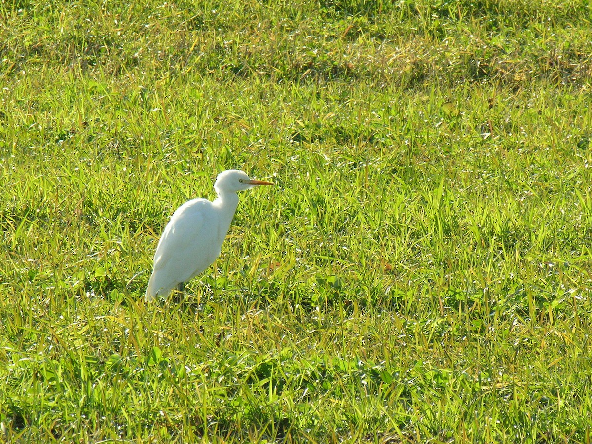 Western Cattle Egret - ML83096961