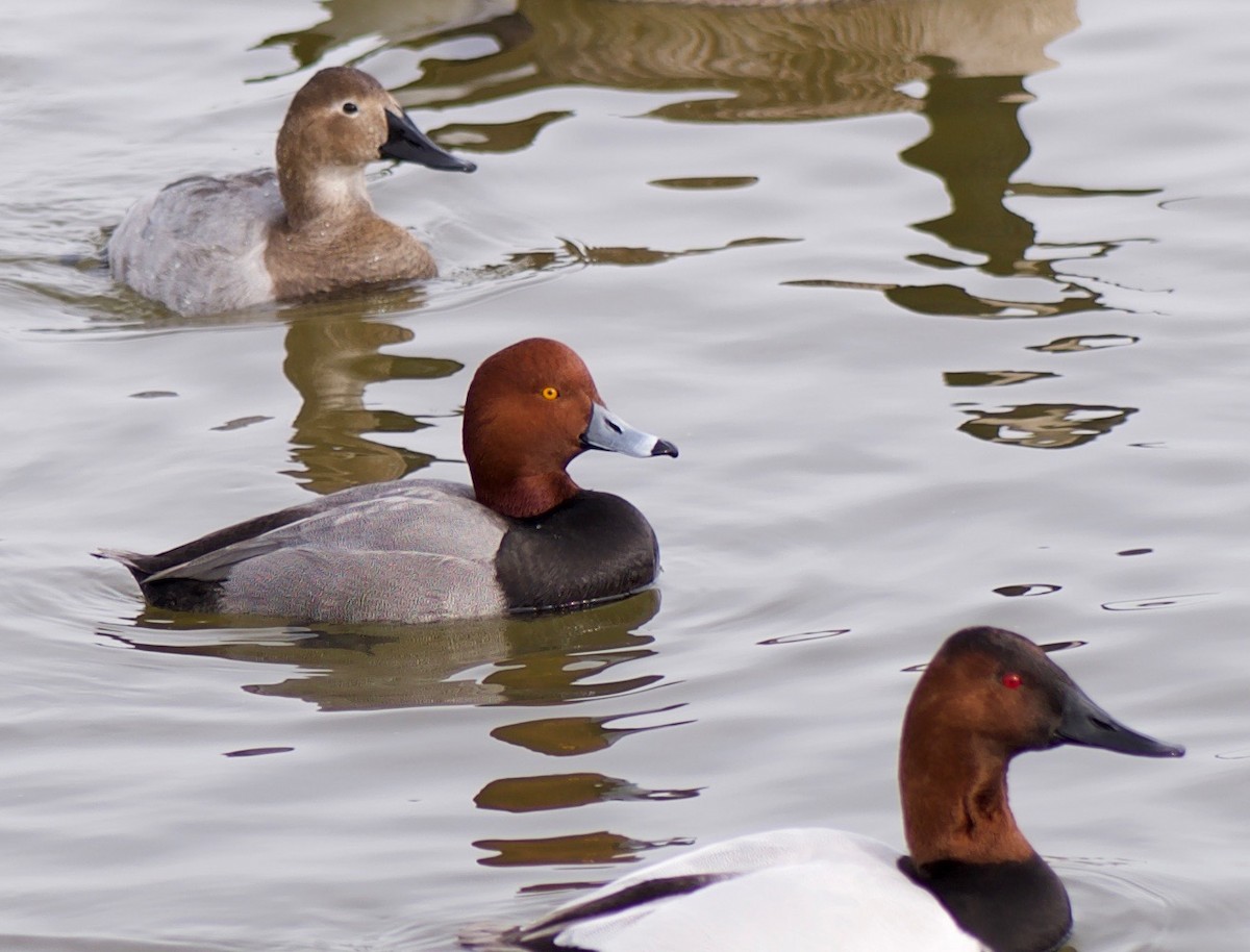 Redhead - Marcia Balestri