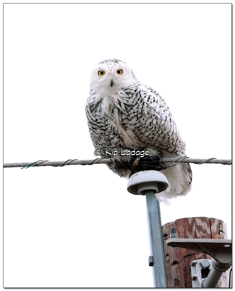 Snowy Owl - Kip Ladage