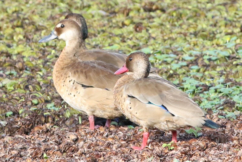 Pato Brasileño - ML83097981