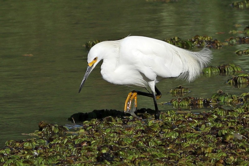 Snowy Egret - J. Simón Tagtachian