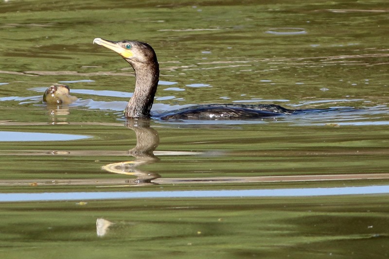 Cormorán Biguá - ML83098341