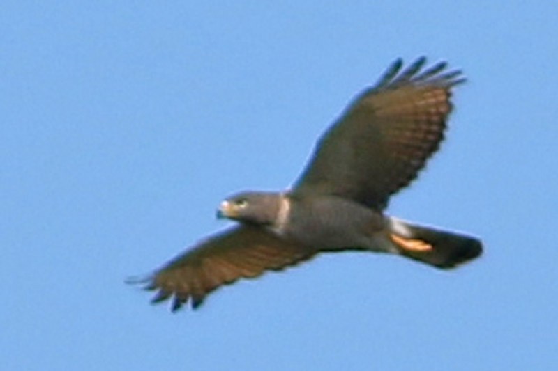 Roadside Hawk - ML83098391