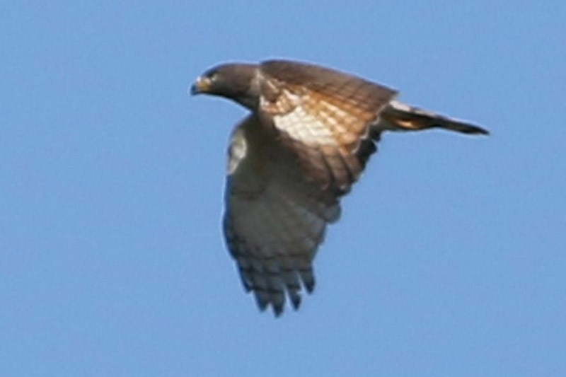 Roadside Hawk - ML83098401