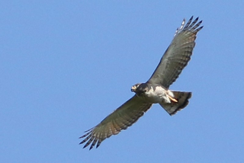 Roadside Hawk - ML83098411