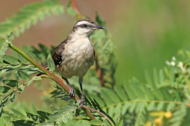 Chalk-browed Mockingbird - ML83098461