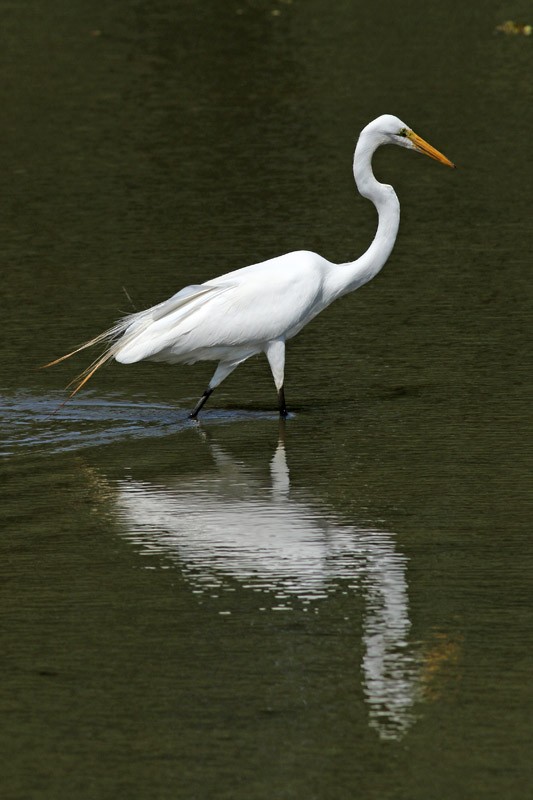 Great Egret - ML83098511