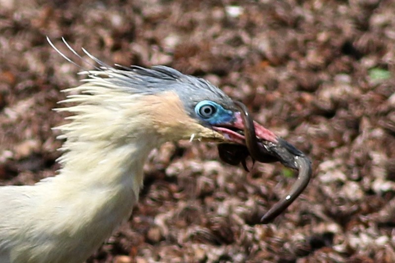 Whistling Heron - ML83098551