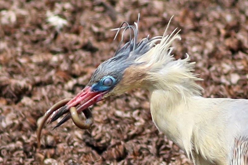 Garza Chiflona - ML83098561