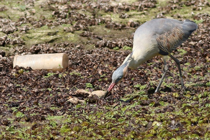 Garza Chiflona - ML83098571