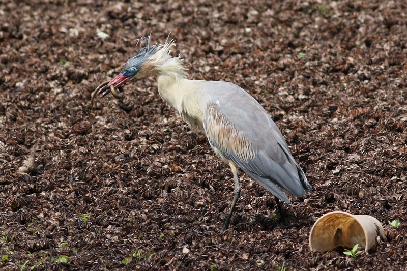 Whistling Heron - ML83098601