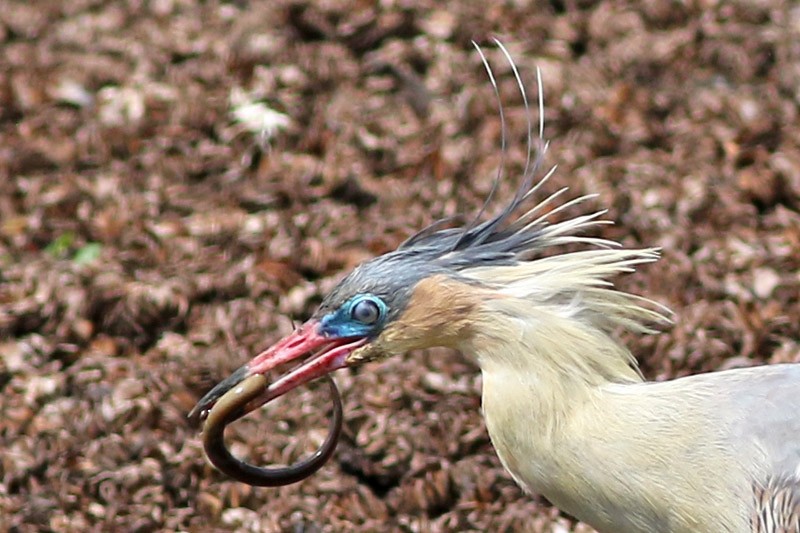 Whistling Heron - ML83098611