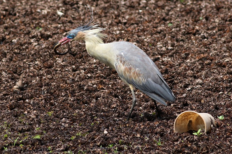 Whistling Heron - ML83098621