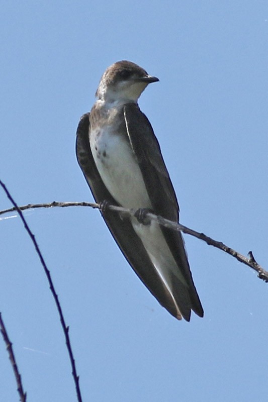 Brown-chested Martin - ML83098651