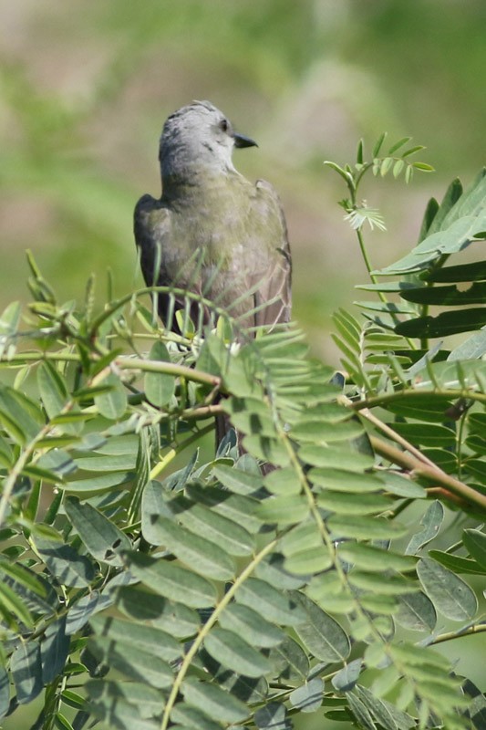 Tropical Kingbird - ML83098671