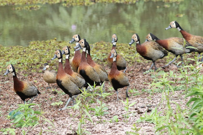 White-faced Whistling-Duck - ML83098711