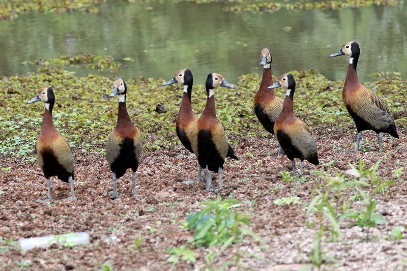 White-faced Whistling-Duck - ML83098721