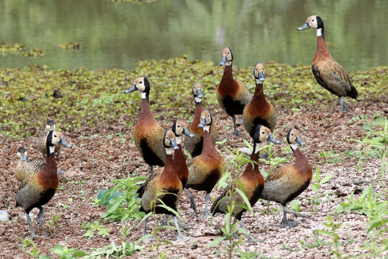 White-faced Whistling-Duck - ML83098731