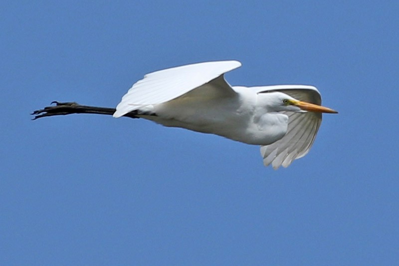 Great Egret - ML83098751