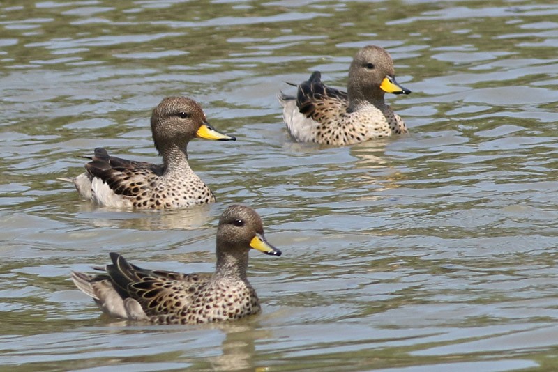 Yellow-billed Teal - ML83098761