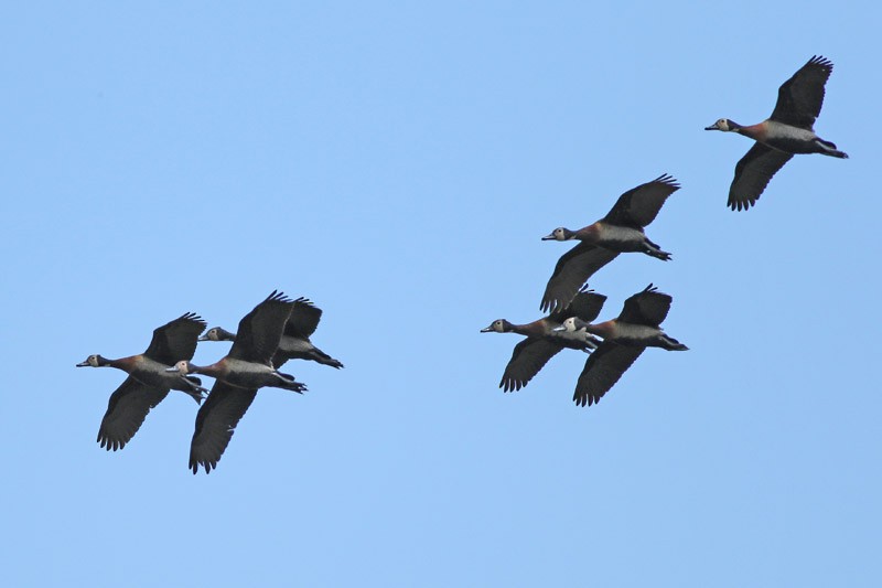 White-faced Whistling-Duck - ML83098781