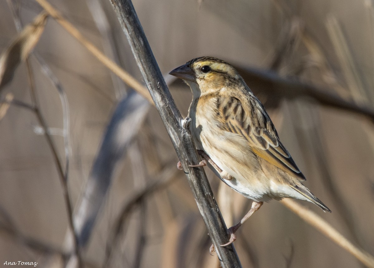 Yellow-crowned Bishop - ML83098801