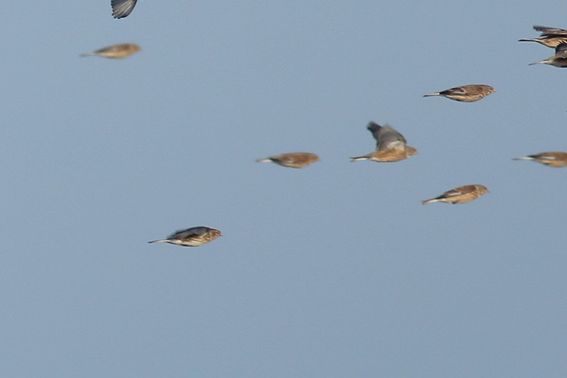 Twite - ML83099331