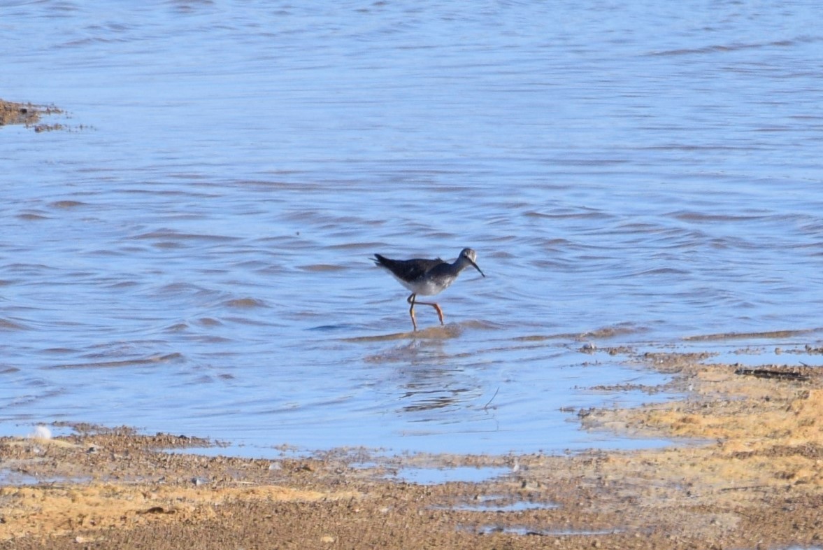 Lesser Yellowlegs - Claudia  Vilaça