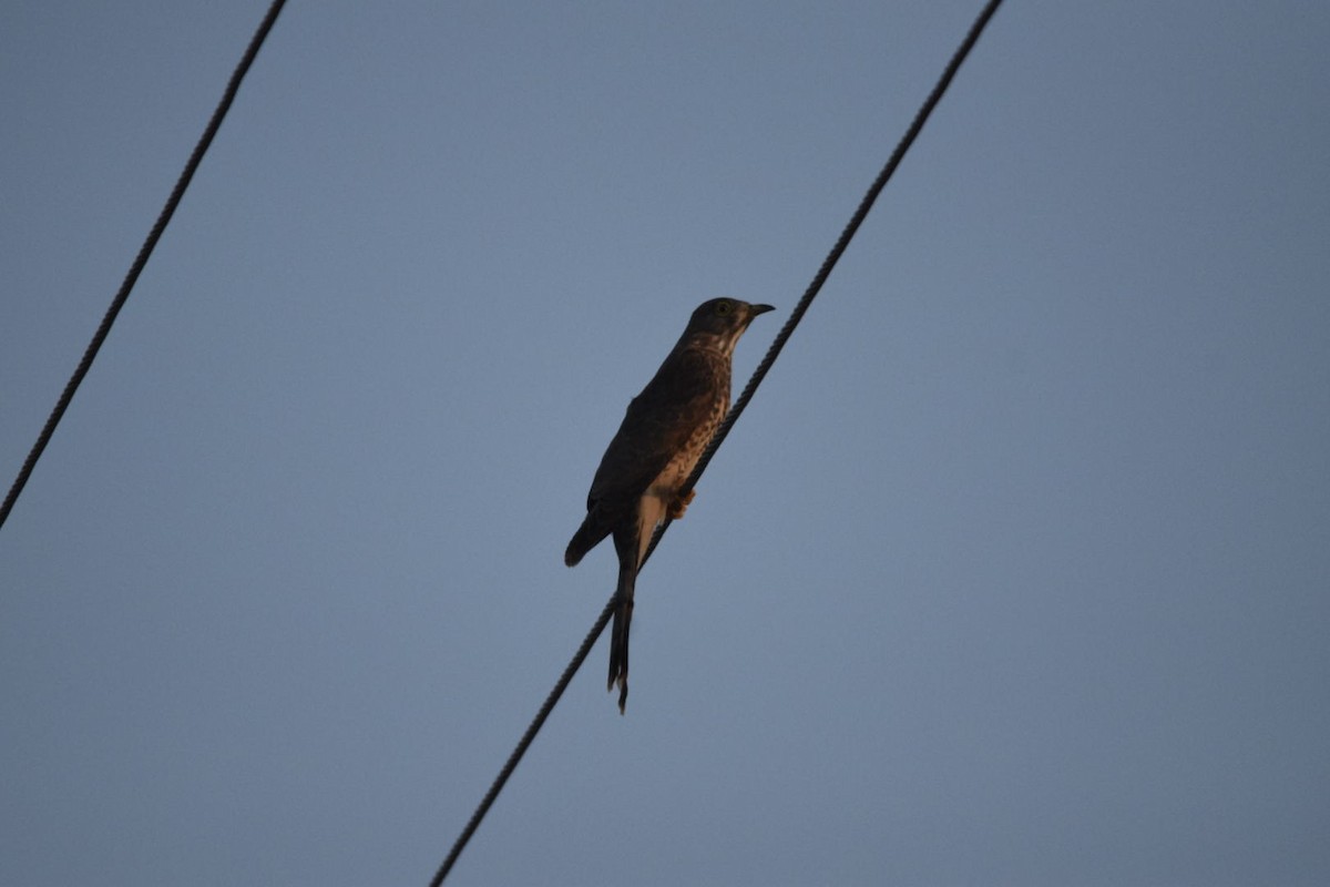 Common Hawk-Cuckoo - ML83101001
