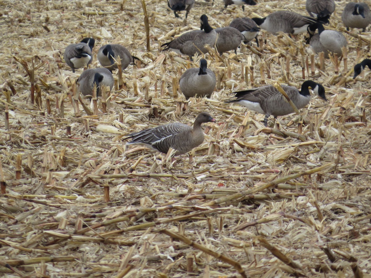 Pink-footed Goose - ML83101431