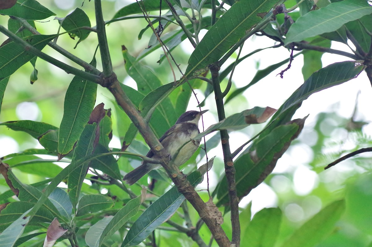 Dohrn's Thrush-Babbler - ML83102321