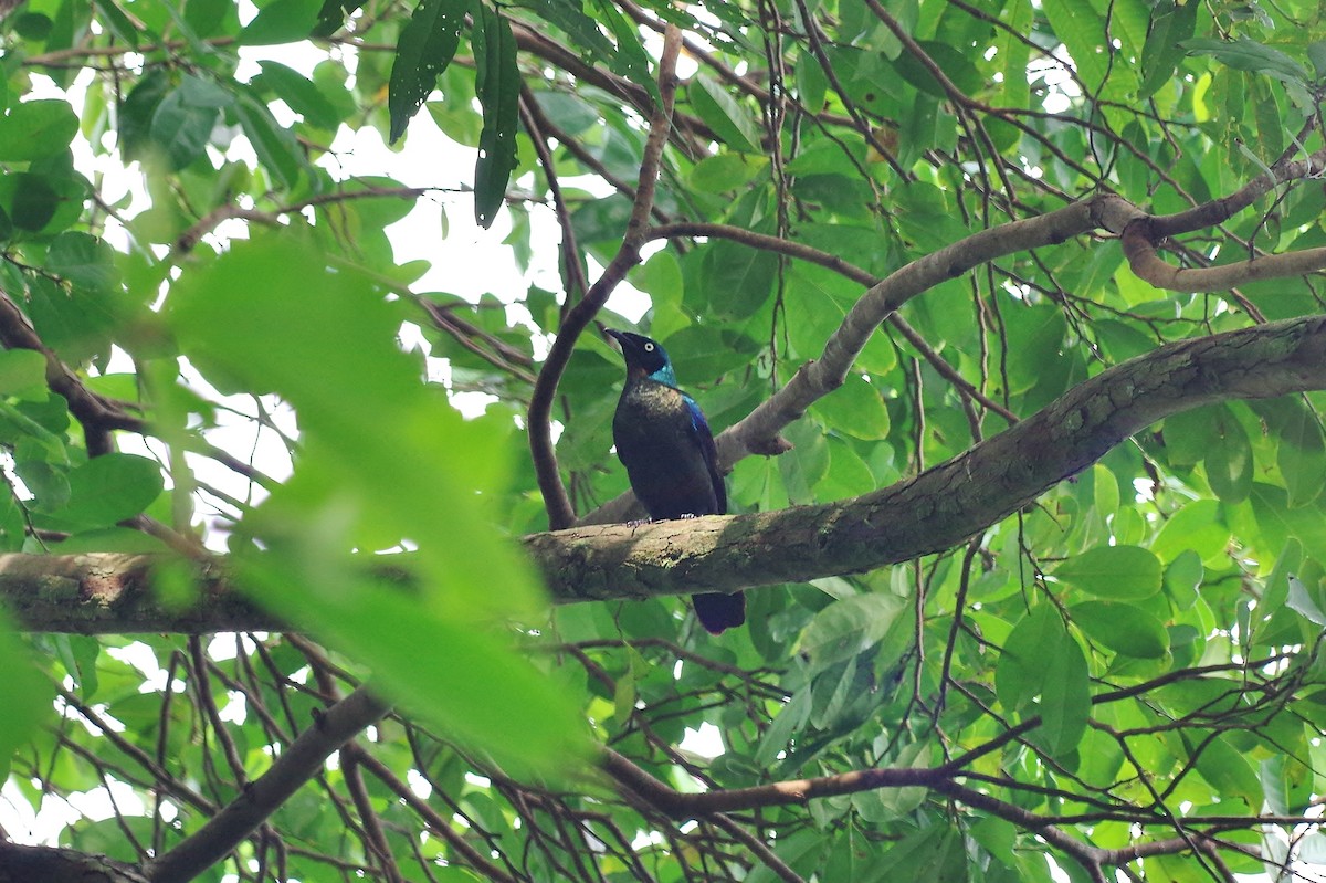Principe Starling - Thibaud Aronson