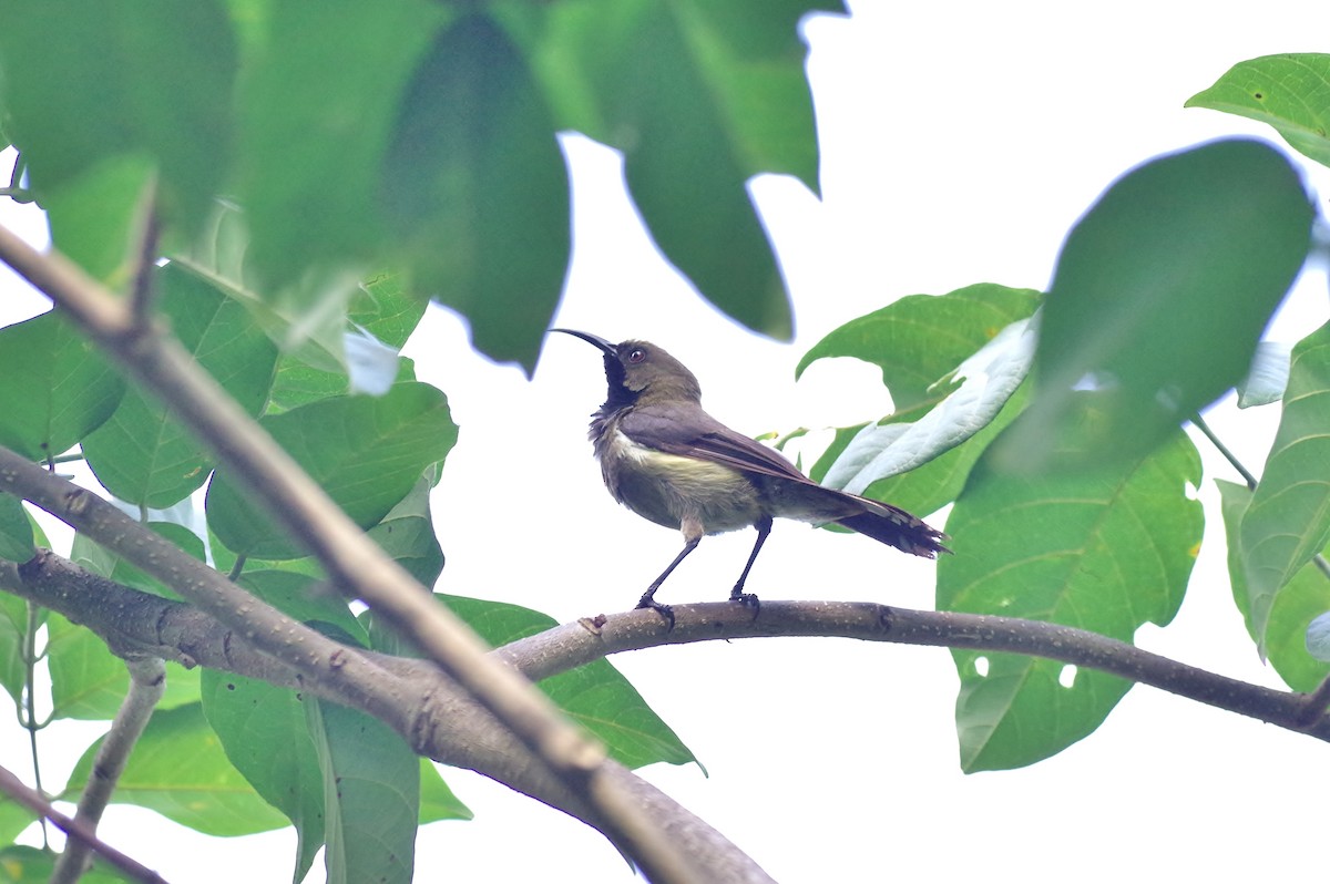 Principe Sunbird - ML83102461