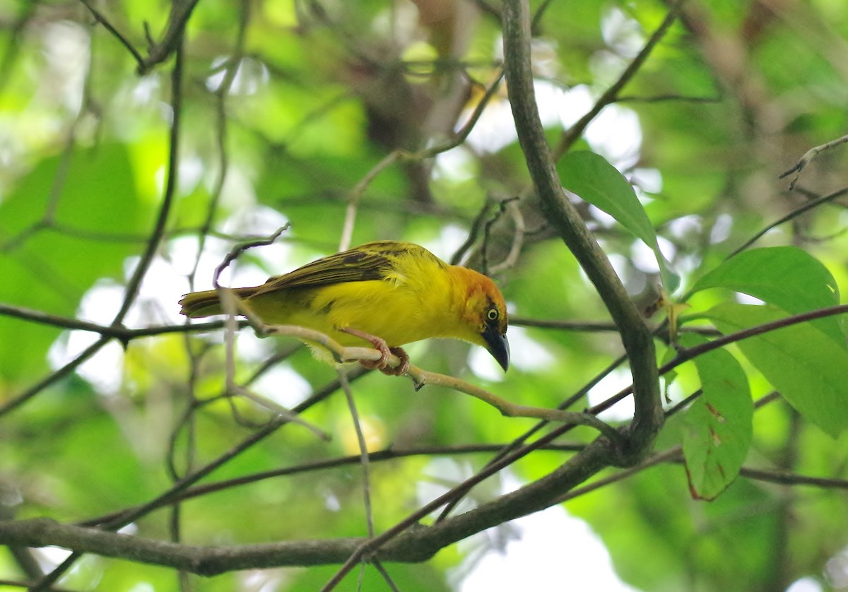 Principe Golden-Weaver - ML83103041