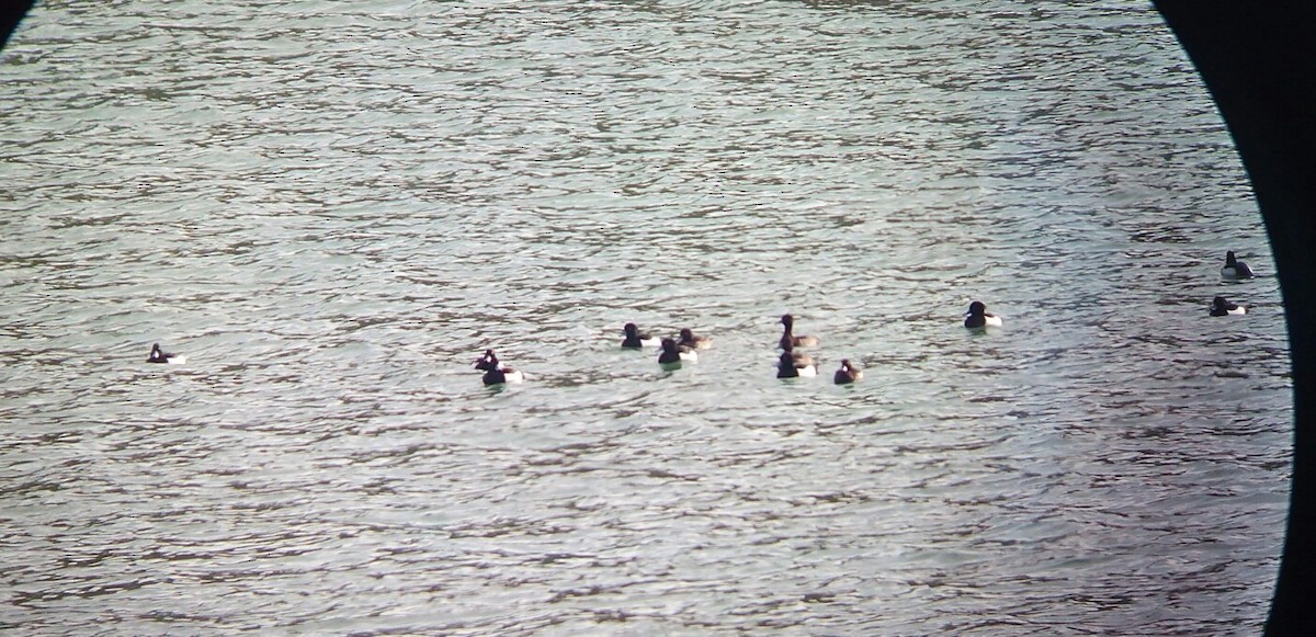 Tufted Duck - ML83103911