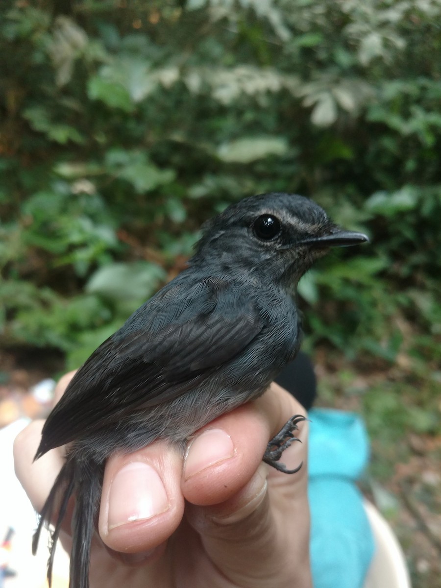 Dusky-blue Flycatcher - Andrew Wiegardt