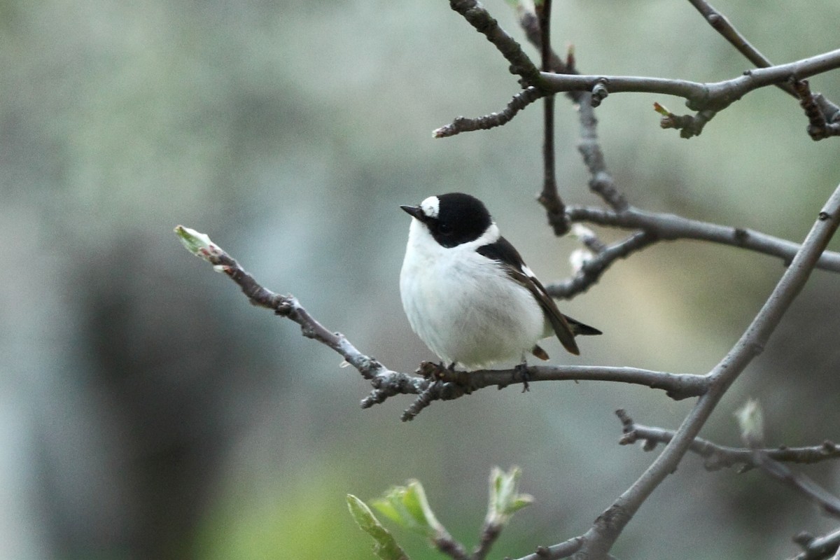 Collared Flycatcher - ML83104501