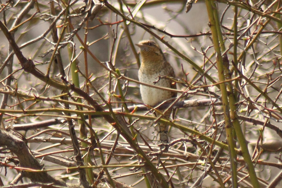 Eurasian Wryneck - ML83104791