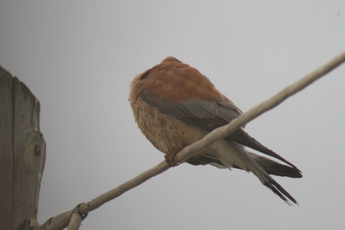 Lesser Kestrel - ML83105101