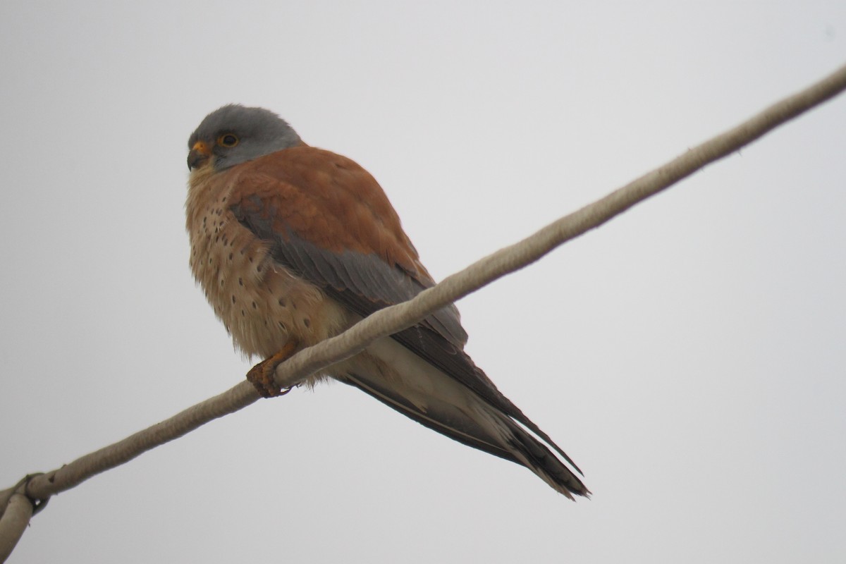 Lesser Kestrel - ML83105111