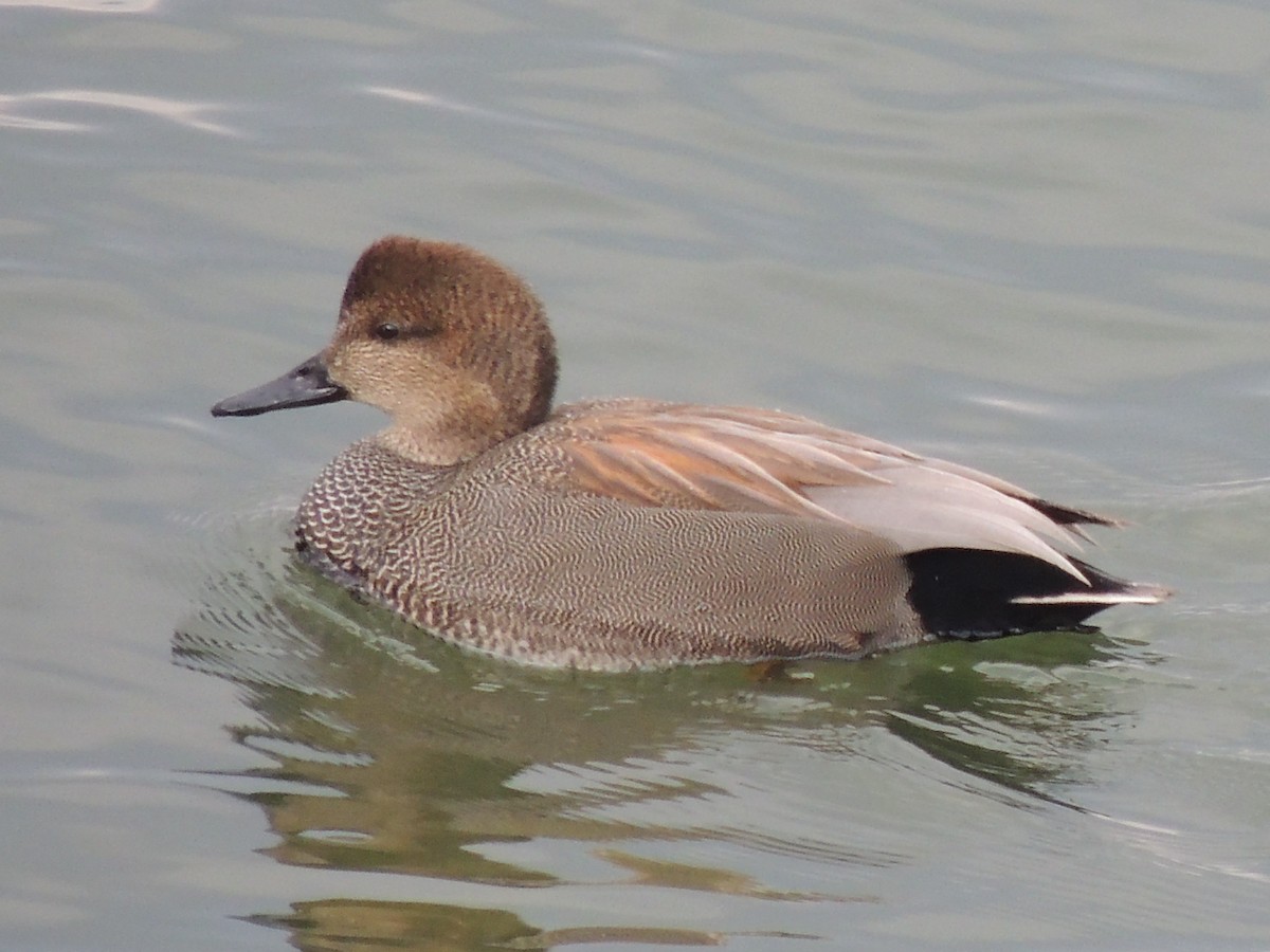 Gadwall - Sue Wetmore