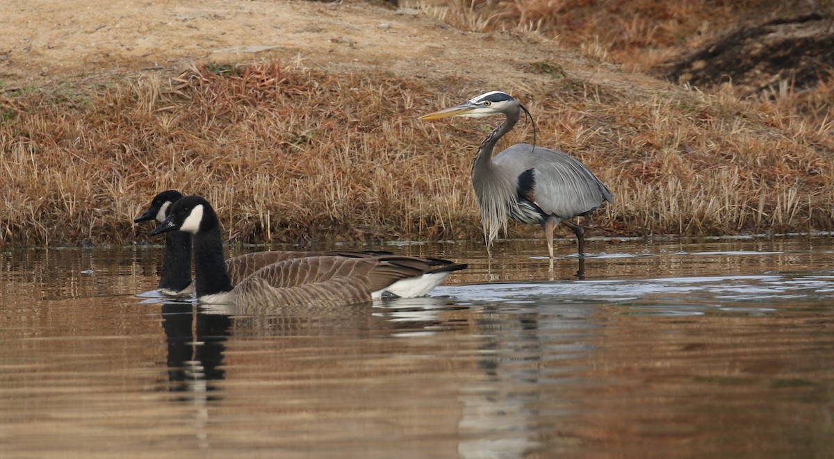 Canada Goose - ML83106341