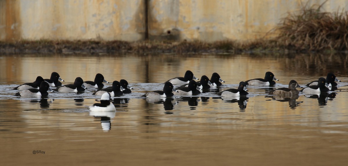 Ring-necked Duck - ML83106471